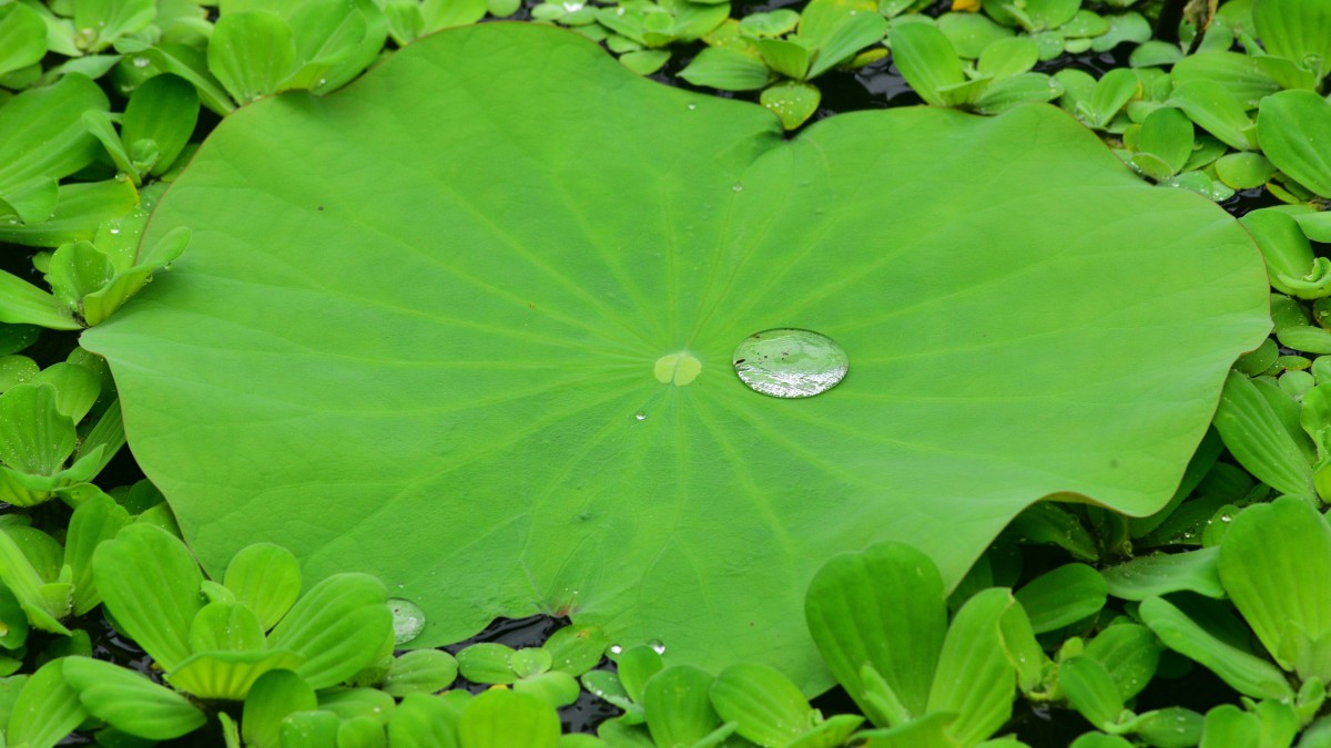 荷叶上的露珠图片112