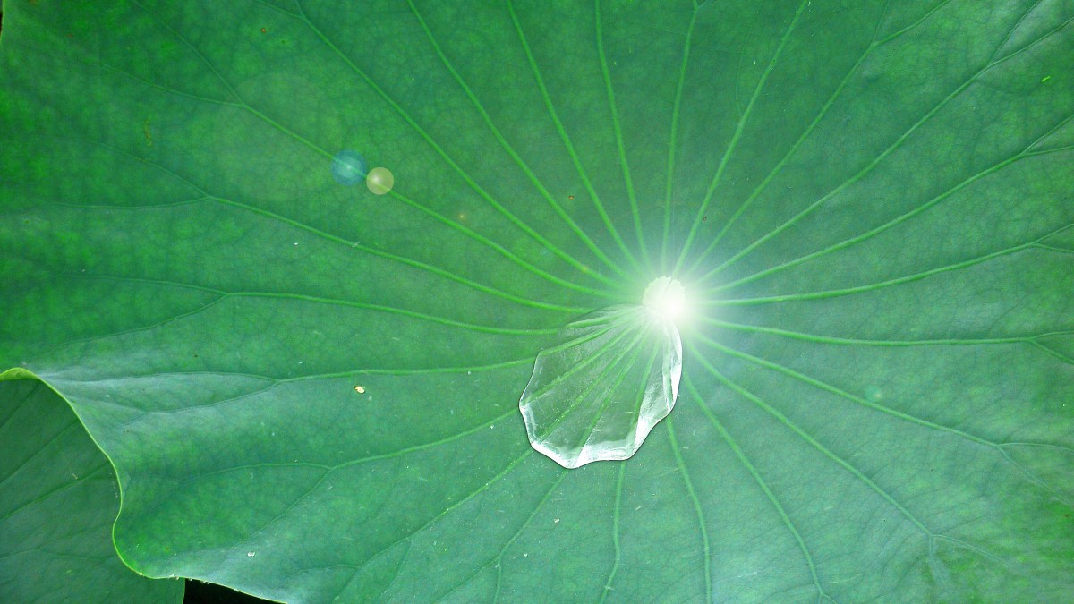 荷叶上的珠图片(12/12)