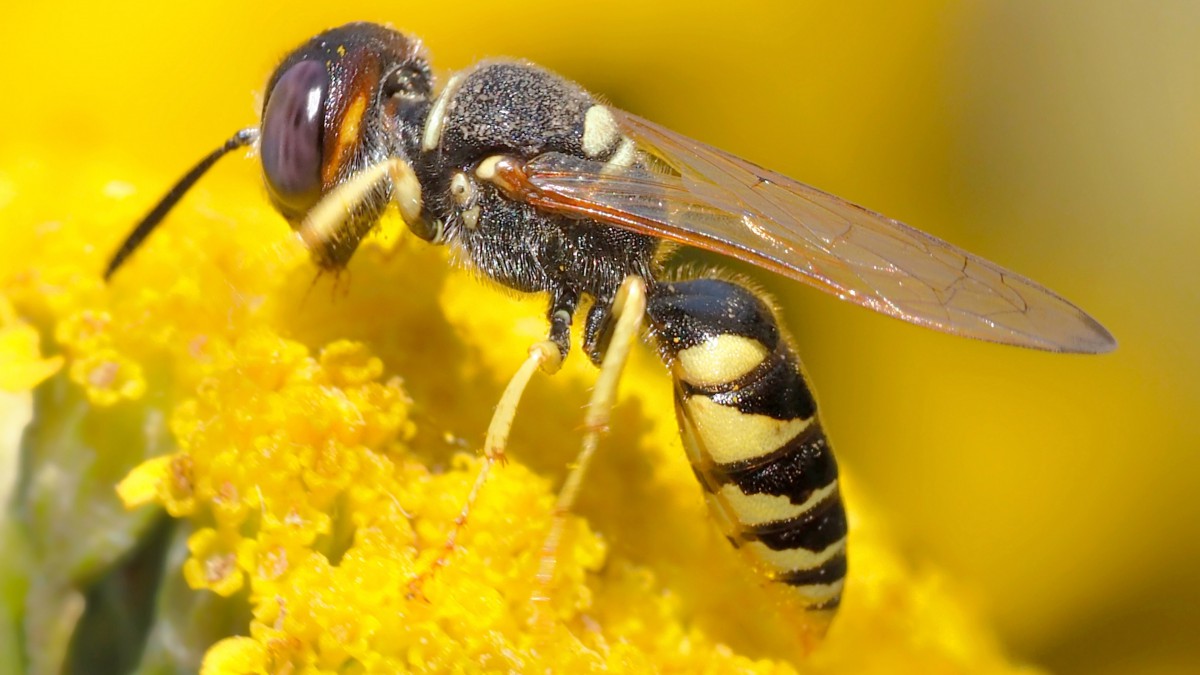高清采花蜜的蜜蜂图片