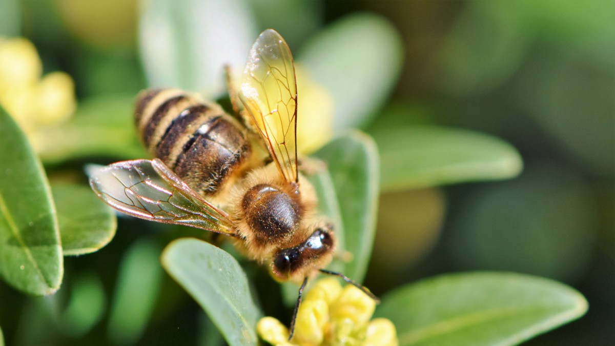 高清采花蜜的蜜蜂图片812
