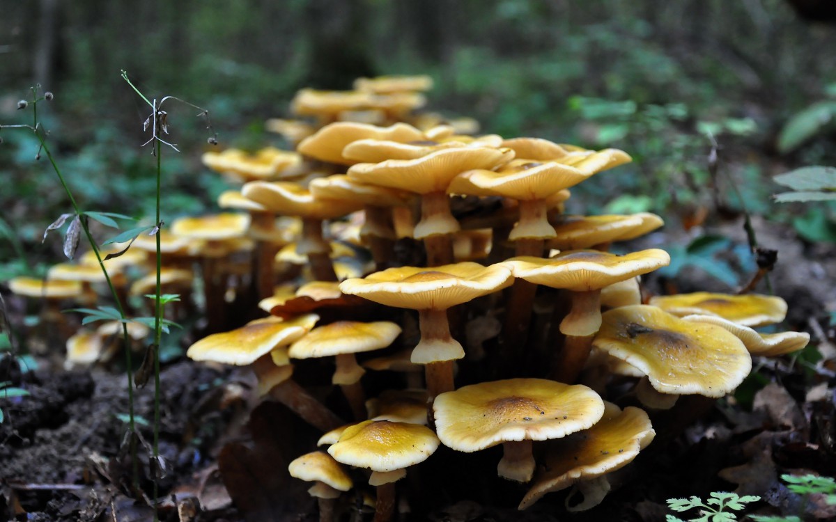 野蘑菇图片(4/10)