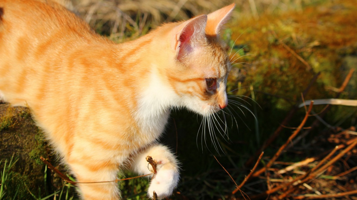 可爱的虎斑猫图片610