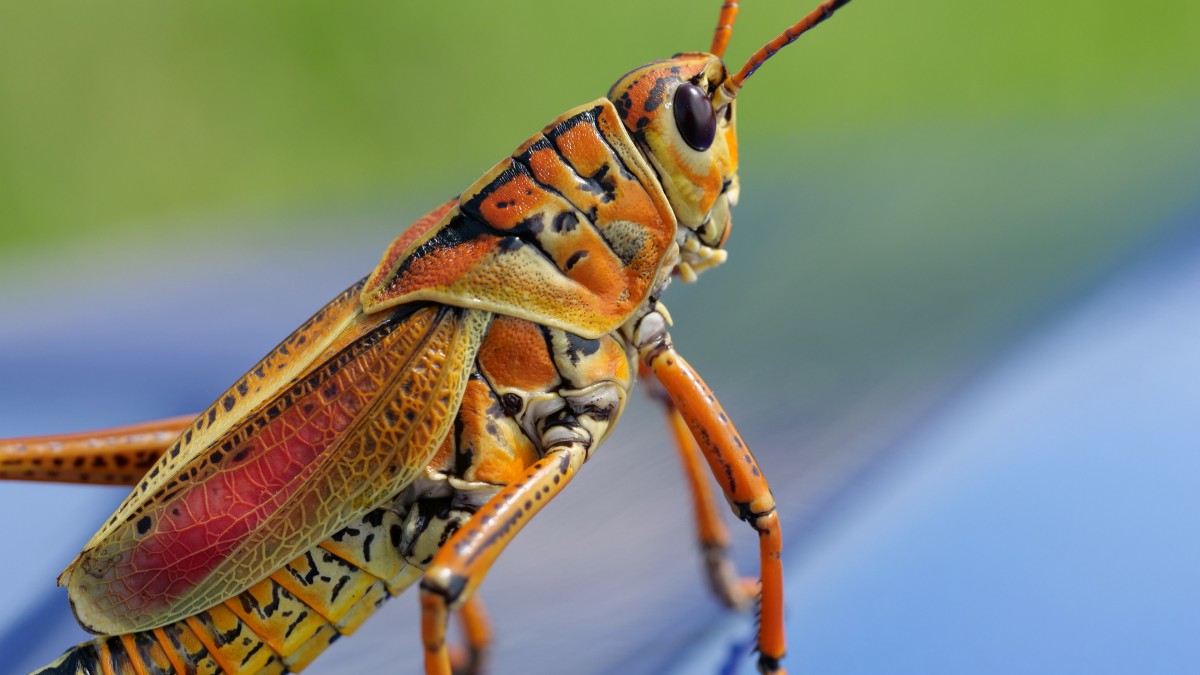 蚱蜢高清图片-动物壁纸-高清动物图片-第10图-娟娟壁纸