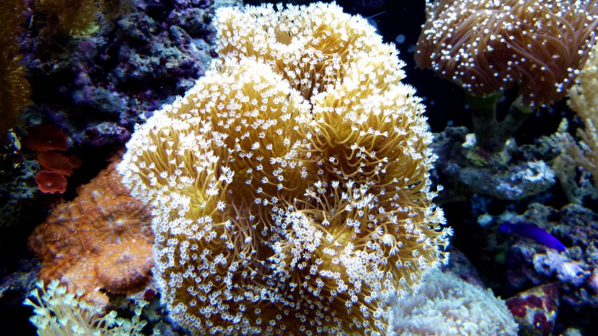 珊瑚和珊瑚礁图片-动物壁纸-高清动物图片-第4图-娟娟壁纸