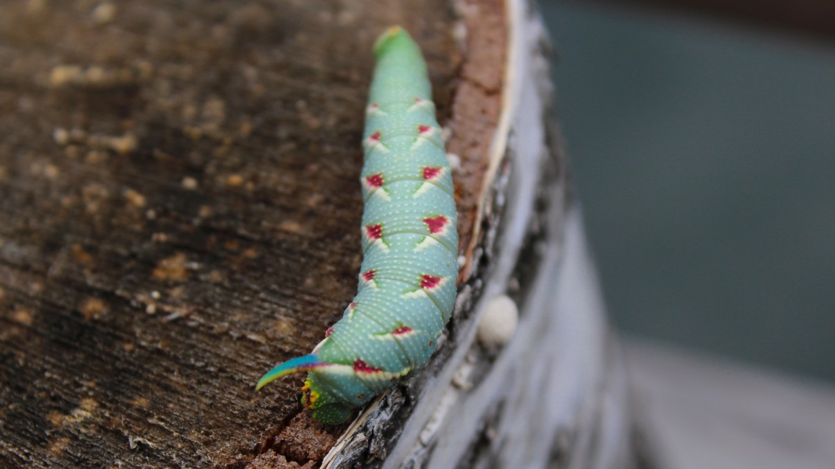 可爱毛毛虫图片(7/13)