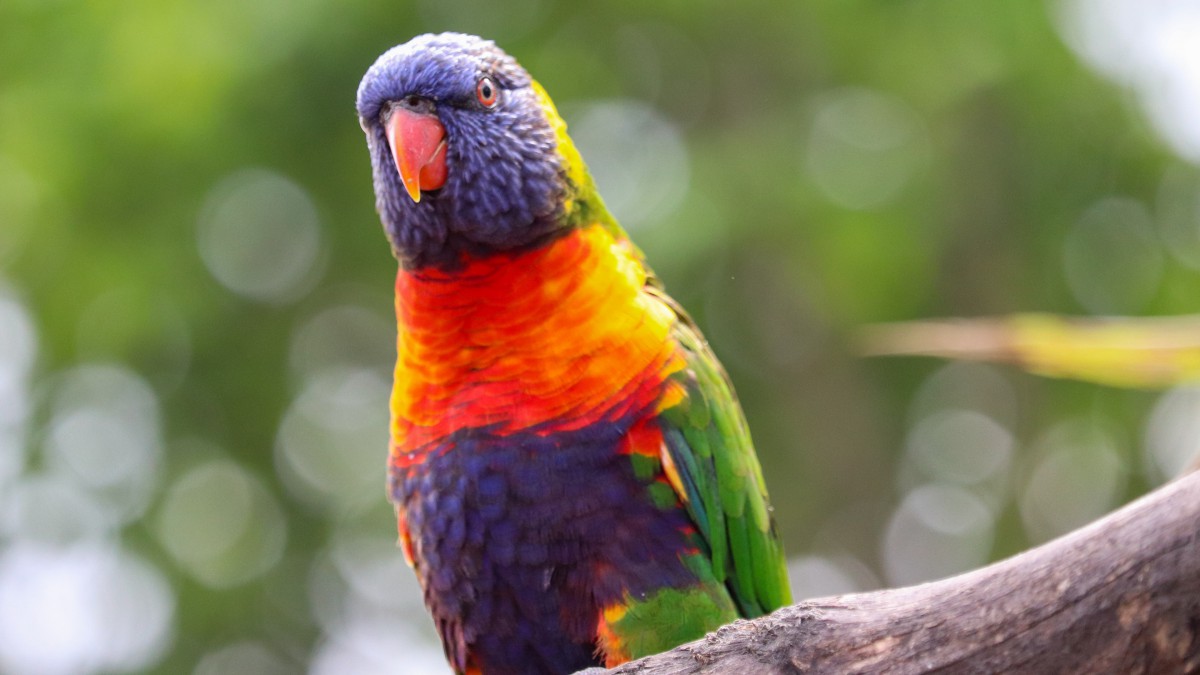 彩虹鹦鹉图片-动物壁纸-高清动物图片-第5图-娟娟壁纸