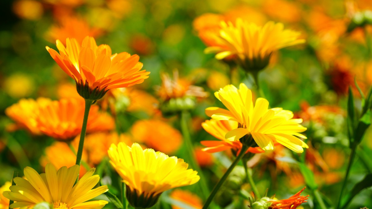 高清橙色金盏花图片816