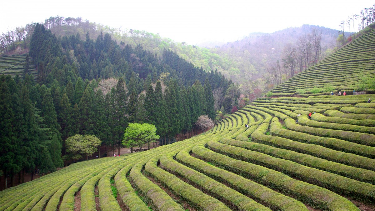 高清綠色茶園圖片217