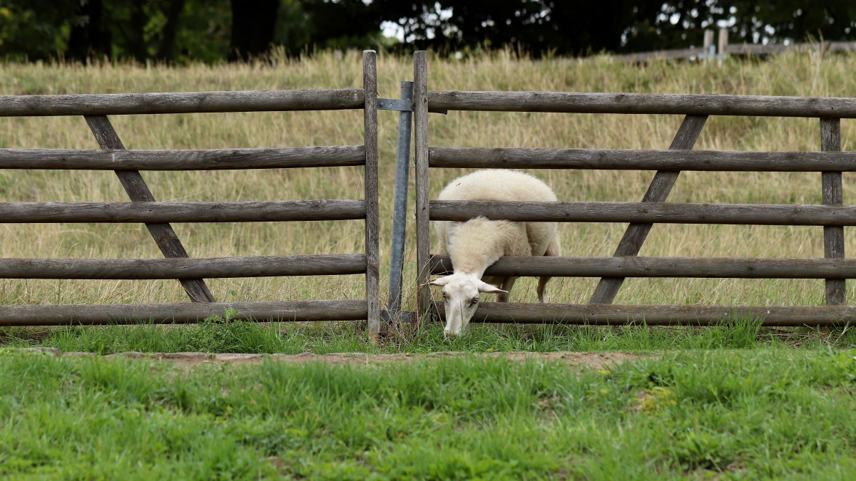 农场篱笆图片810