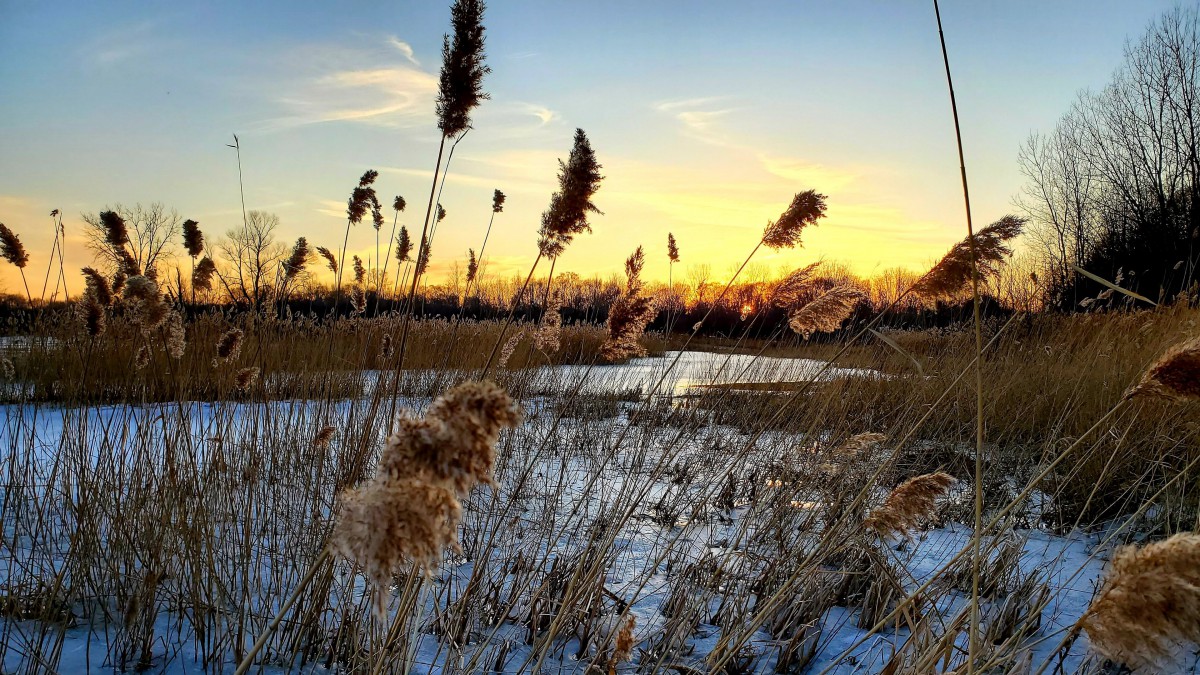 随风起舞的芦苇图片1115
