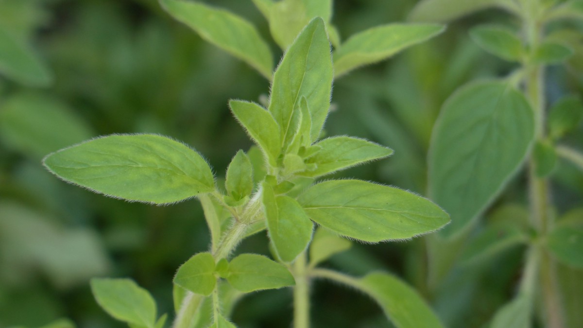 綠色植物牛至圖片(6/10)