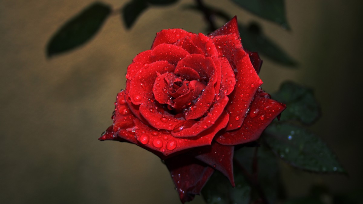 红玫瑰花 真实照片图片