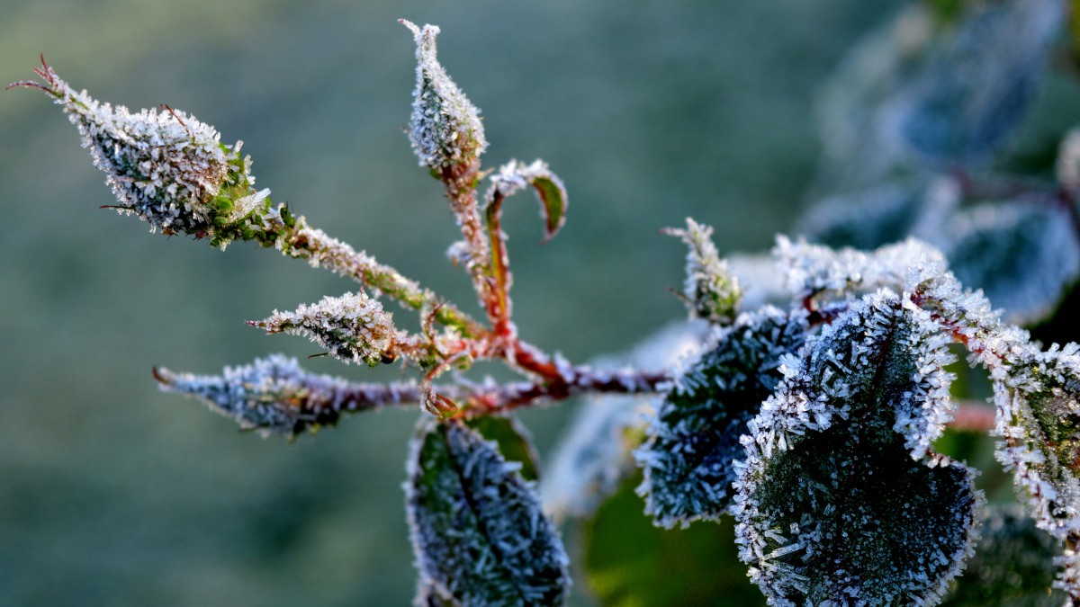 寒冷的冰雪霜凍圖片1013