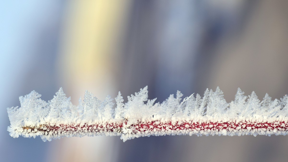 寒冷的冰雪霜凍圖片(11/13)