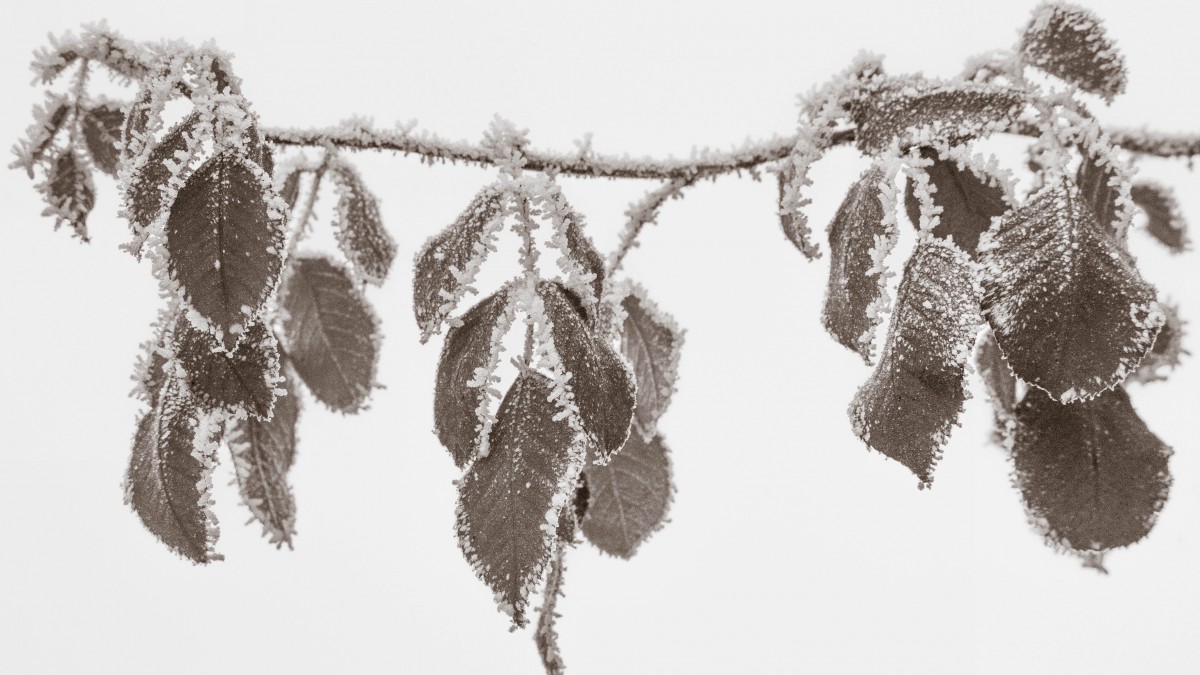 寒冷的冰雪霜凍圖片913