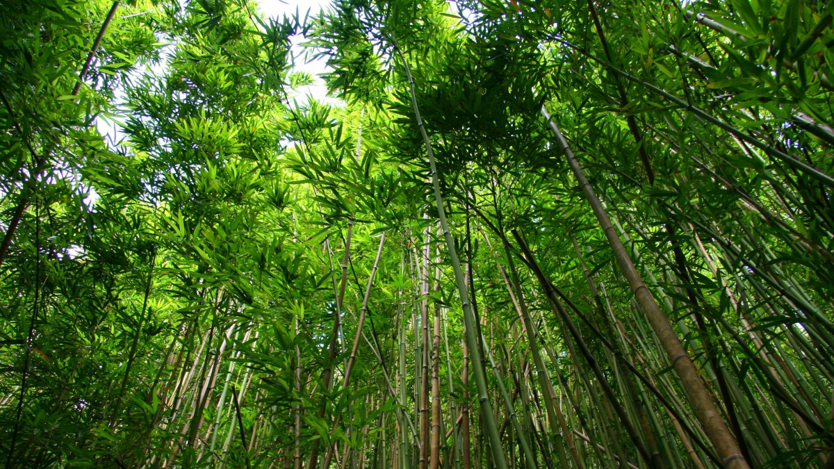 绿色竹子壁纸全屏图片