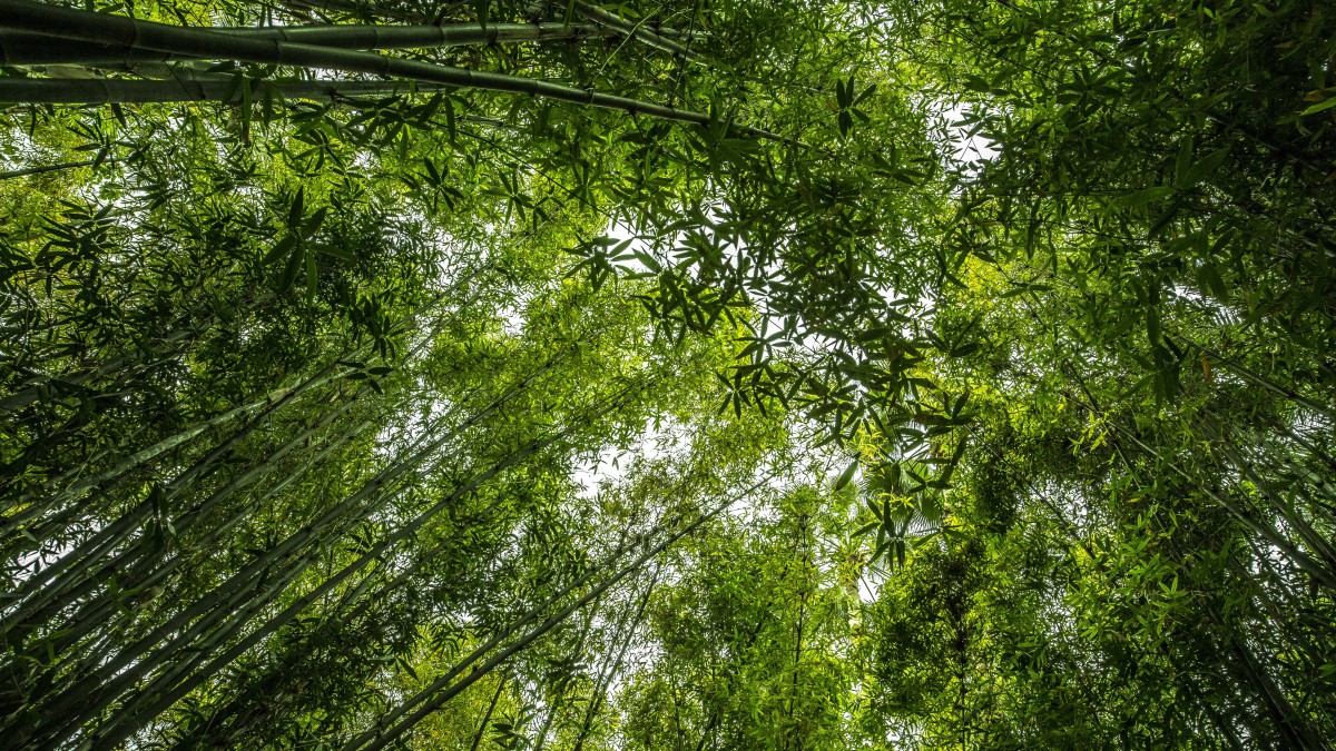 壁纸竹子山水图片大全图片