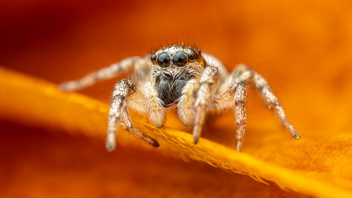 野外常见蜘蛛图片 动物壁纸 高清动物图片 娟娟壁纸