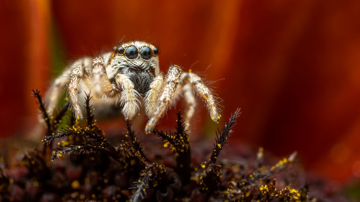 野外常见蜘蛛图片99