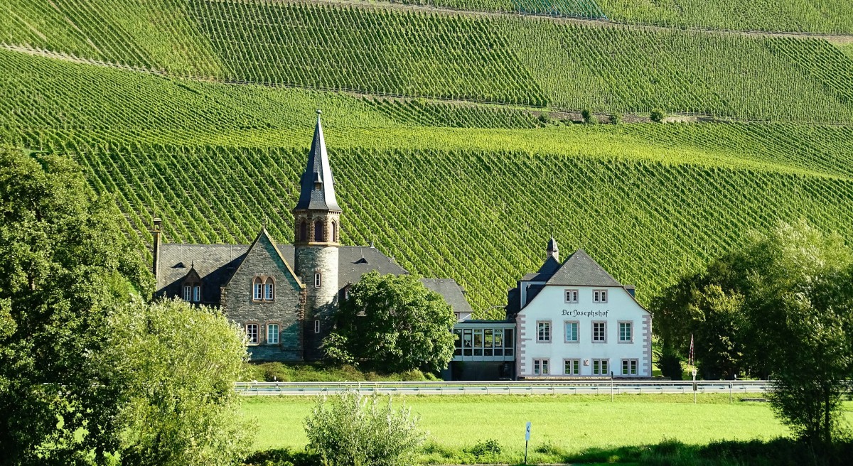 国外葡萄园图片711