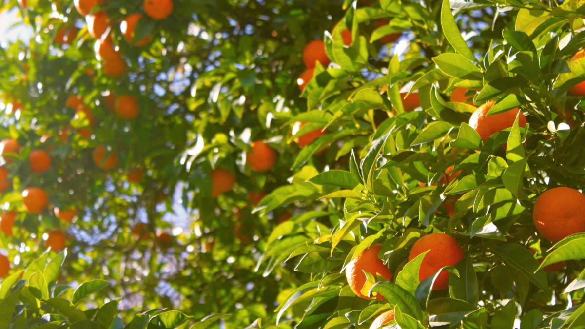 枝头果实累累的桔子图片913