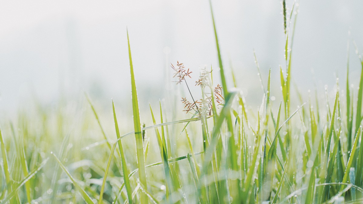 沾滿雨露的草叢圖片-花卉壁紙-高清花卉圖片-第5圖-娟娟壁紙