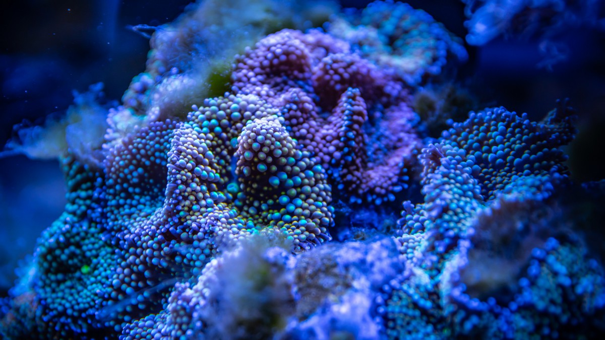 美丽的珊瑚图片39