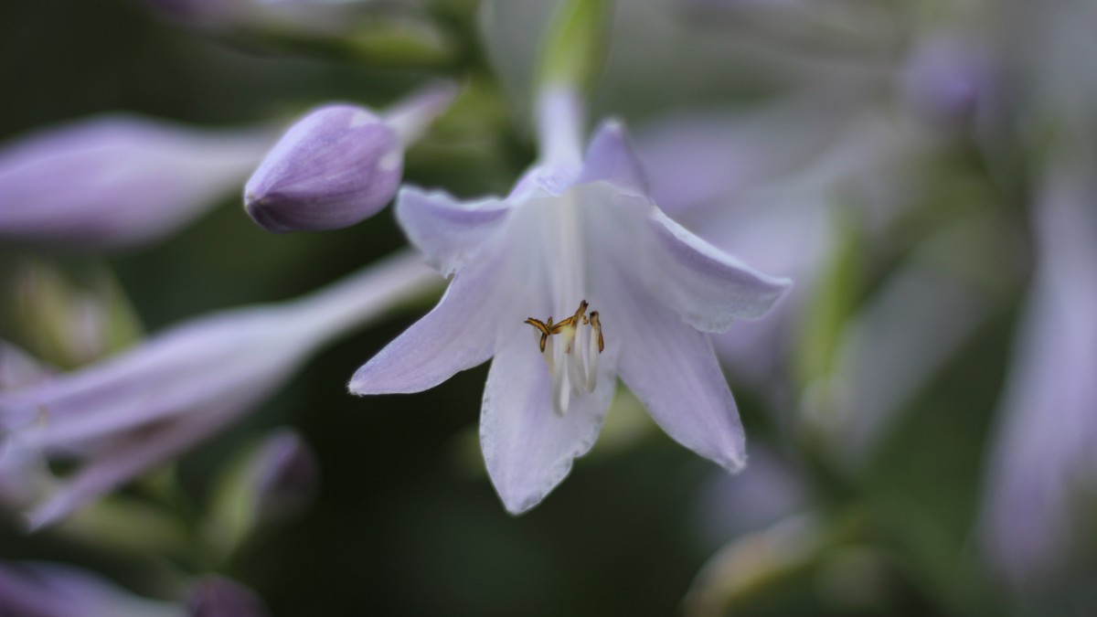 清香怡人的玉簪花图片(1/8)