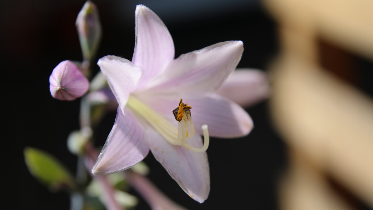 清香怡人的玉簪花图片(7/8)