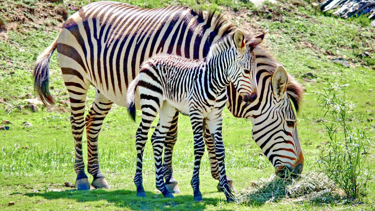 条纹斑马图片-动物壁纸-高清动物图片-娟娟壁纸