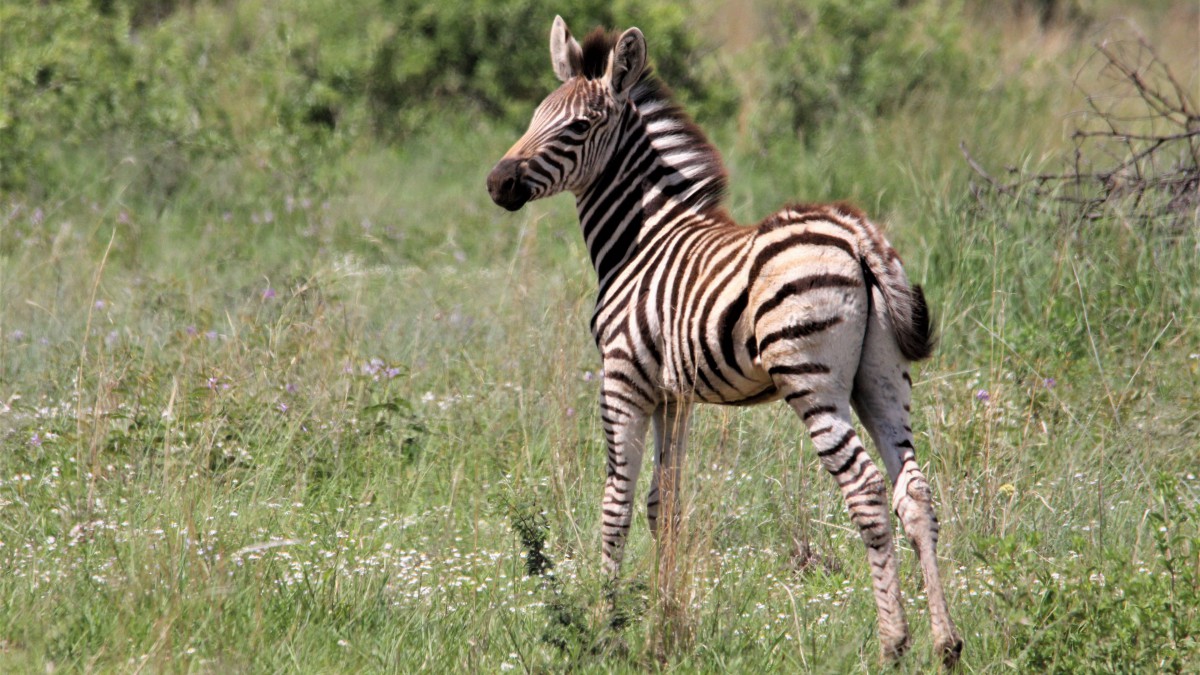 条纹斑马图片-动物壁纸-高清动物图片-第4图-娟娟壁纸