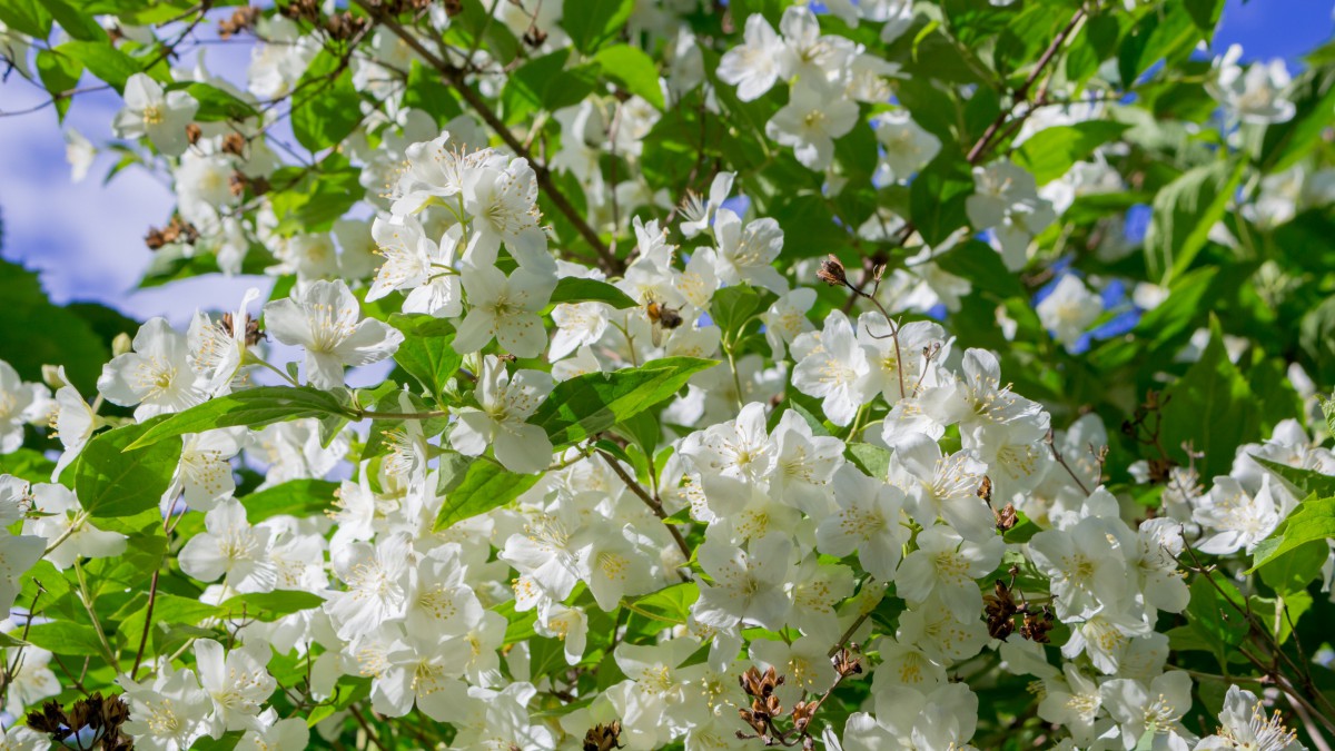 纯洁无瑕的茉莉花图片39