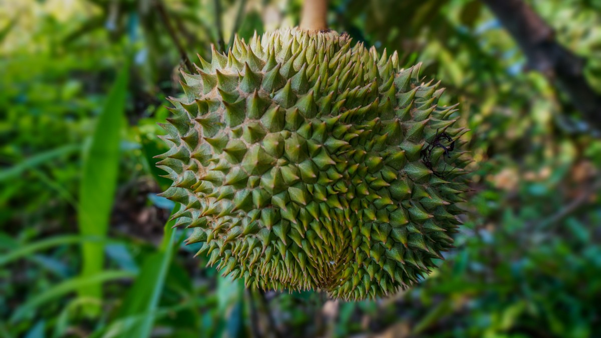 高清榴莲图片大全-花卉壁纸-高清花卉图片-第5图-娟娟壁纸