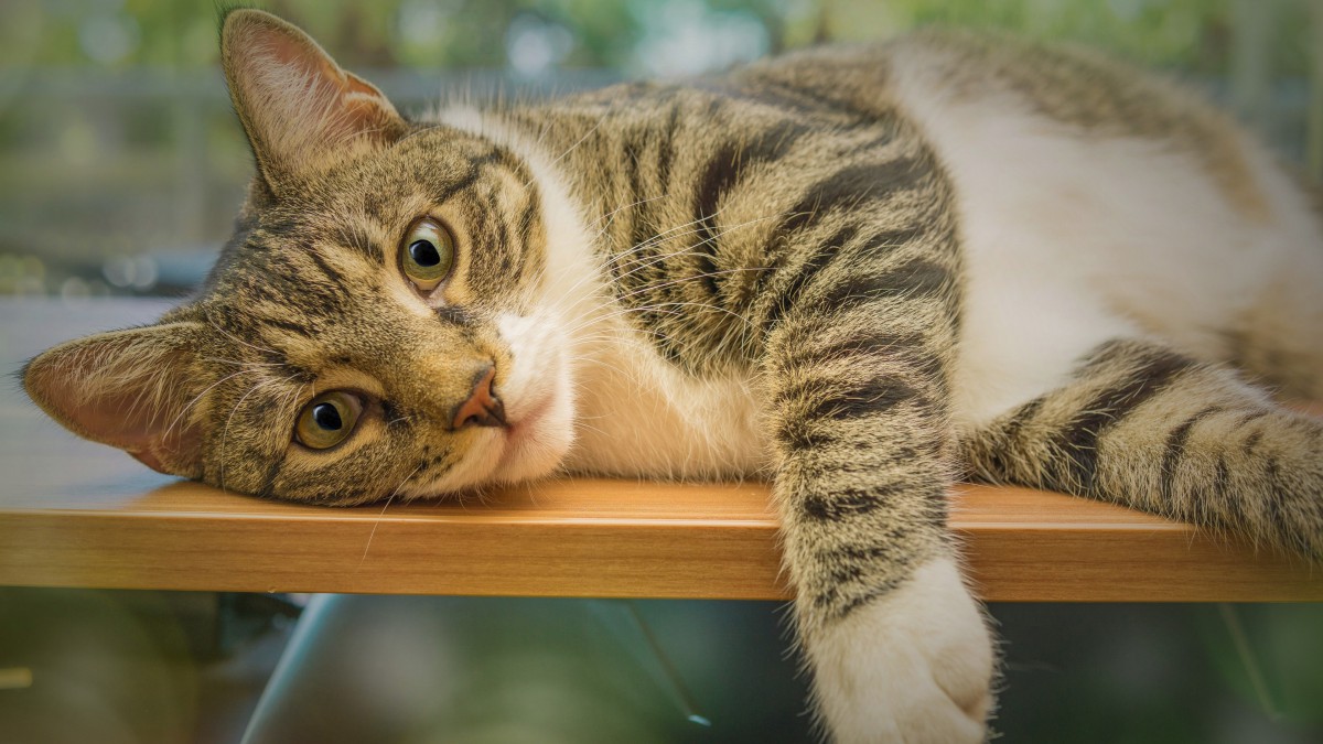 高清虎斑猫图片112