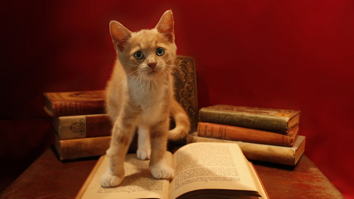 桌面壁纸 动物 可爱猫咪 > 高清虎斑猫图片显示:√欣赏模式   全屏