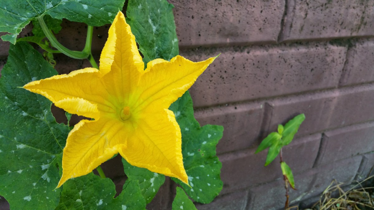 南瓜花图片大全大图110