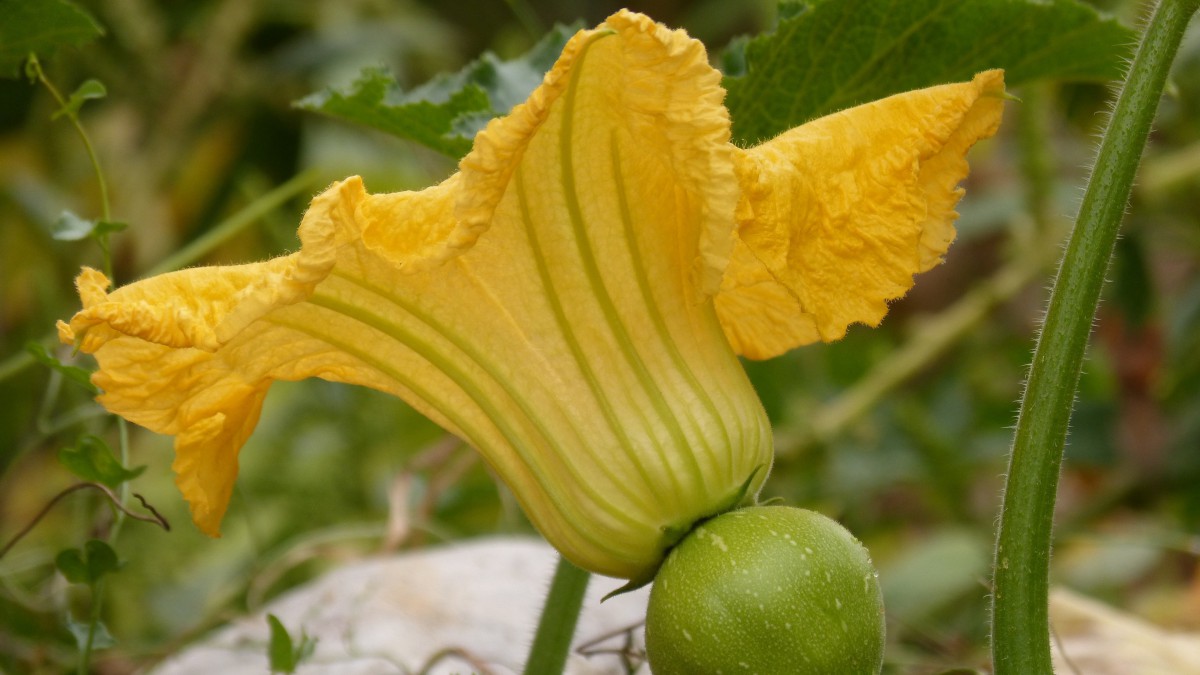 南瓜花图片大全大图-花卉壁纸-高清花卉图片-第8图-娟娟壁纸