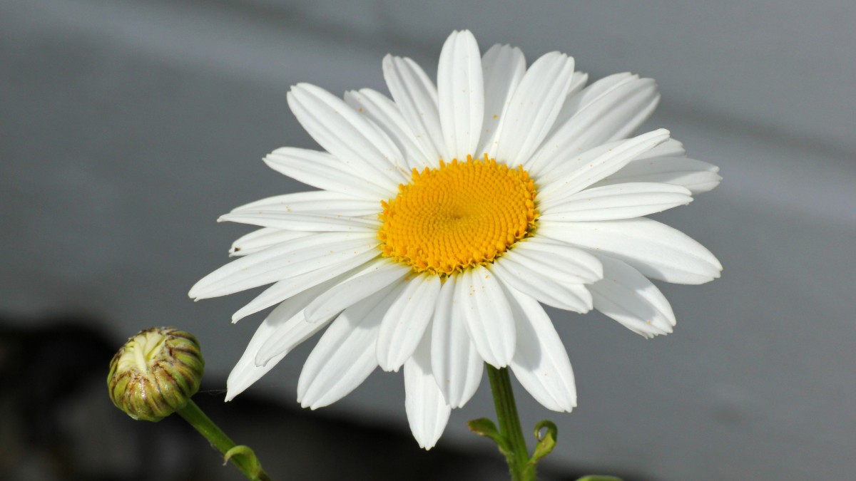 高清玛格丽特花图片-花卉壁纸-高清花卉图片-第6图-娟娟壁纸