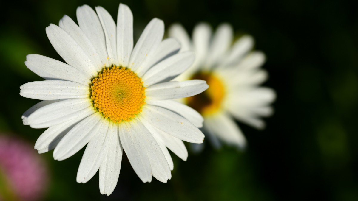 高清玛格丽特花图片-花卉壁纸-高清花卉图片-第7图-娟娟壁纸