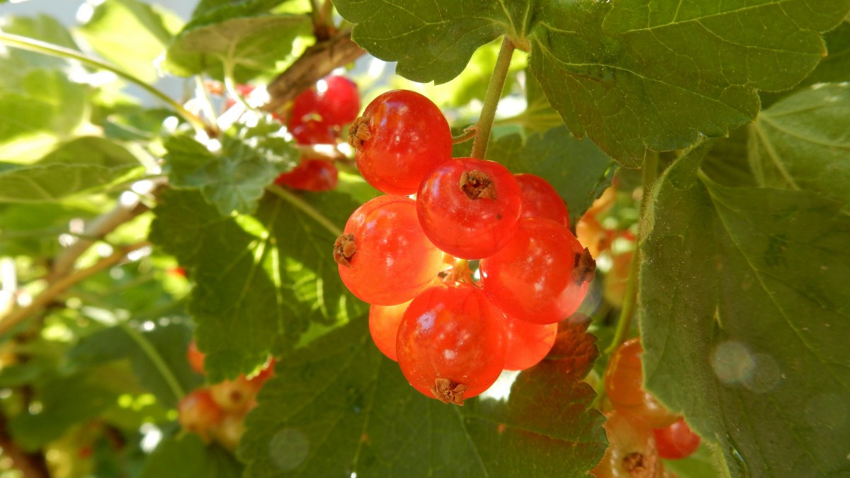 如玛瑙般的醋栗图片1010