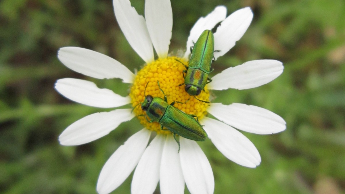澳大利亚宝石甲虫图片