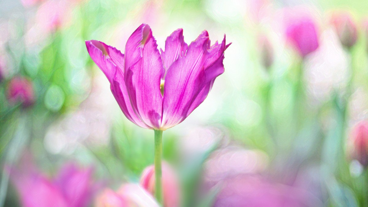 各种漂亮的花图片大全(各种漂亮的花图片大全简笔画)