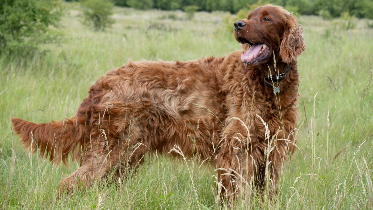 爱尔兰雪达犬图片(12/14)