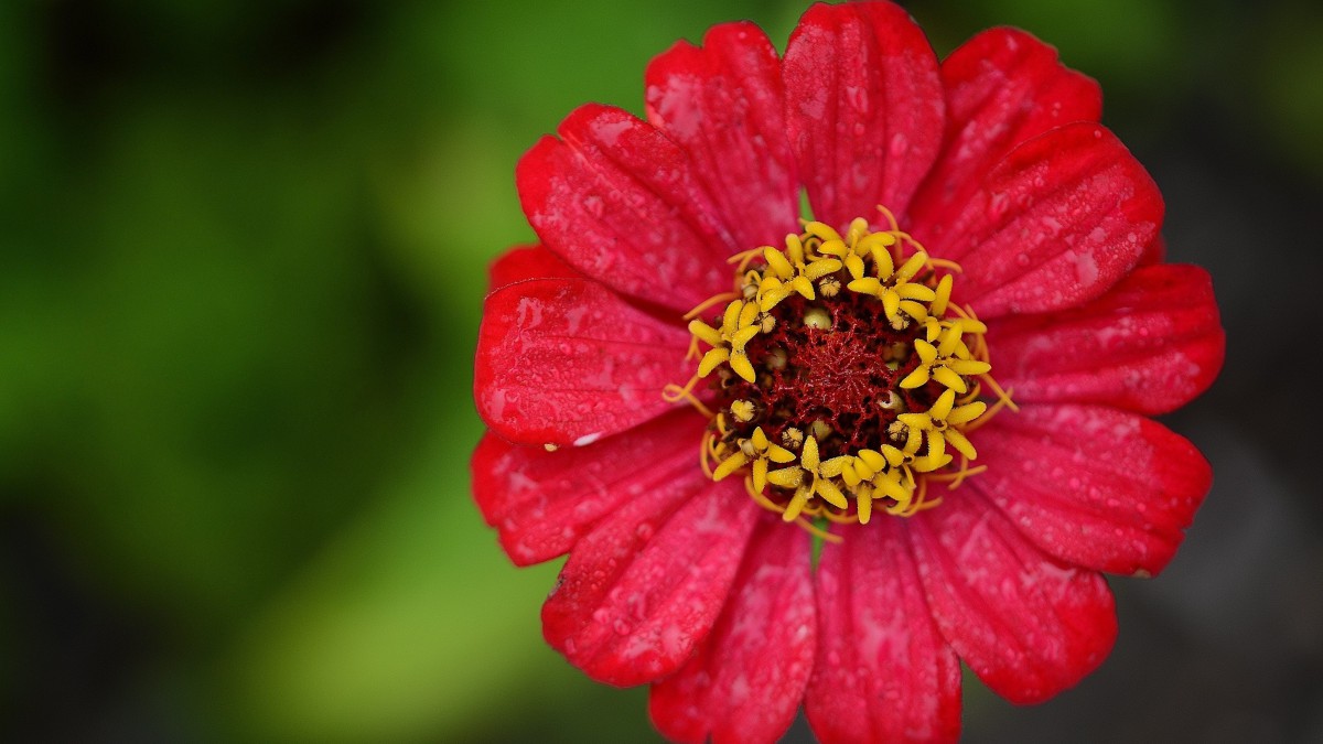 高清百日草图片大全412