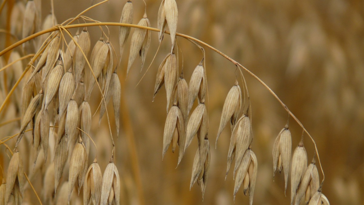 生燕麦图片大全(6/14)