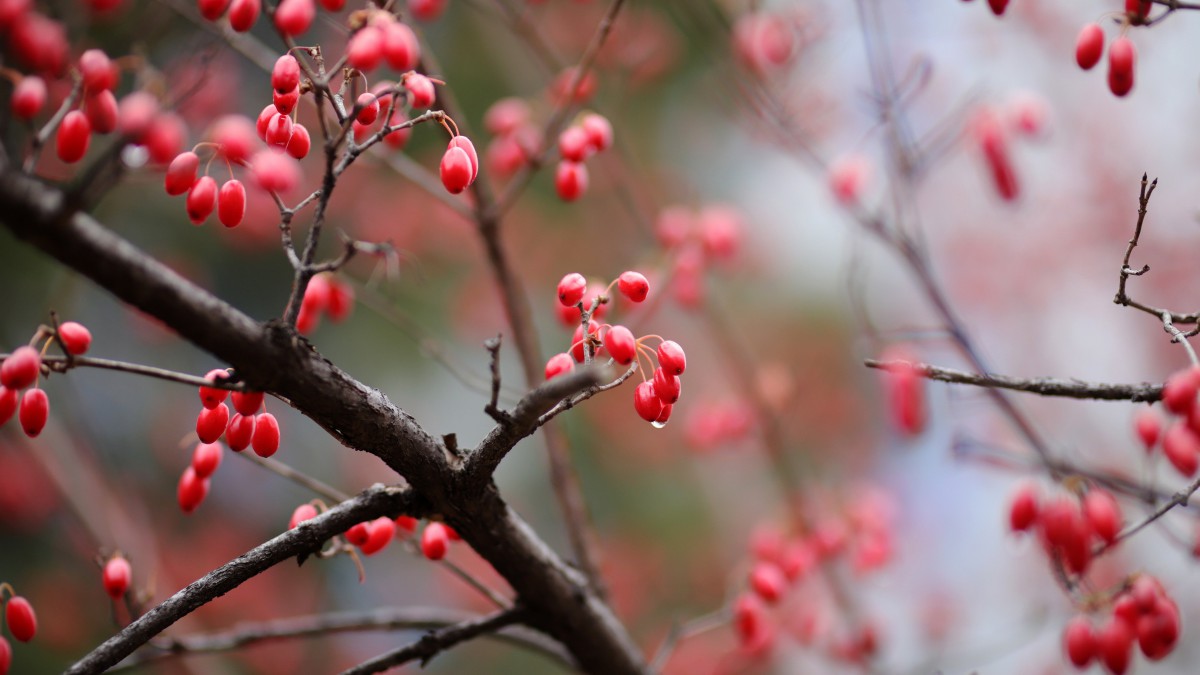 山茱萸图片大全411