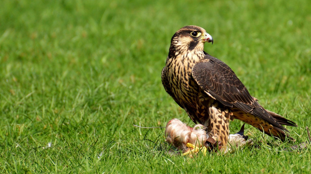 游隼图片大全(1/10)