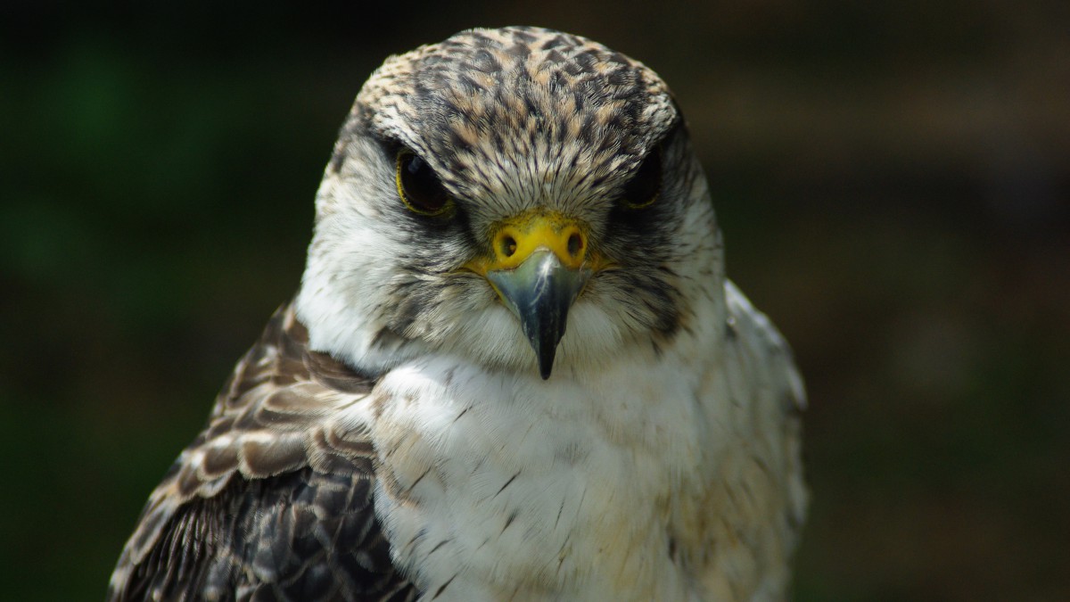 游隼图片大全510