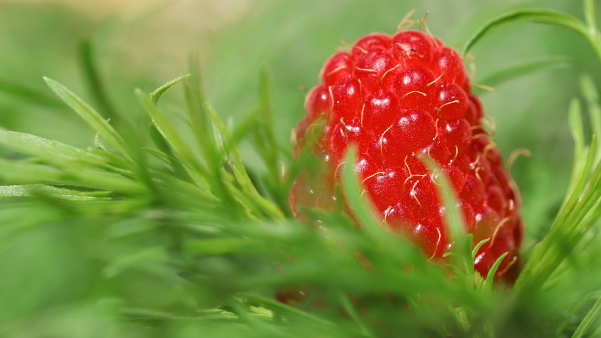 美味的红树莓图片-花卉壁纸-高清花卉图片-第2图-娟娟壁纸