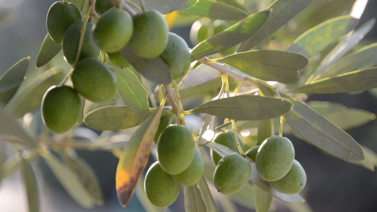 橄榄树上的橄榄树图片-花卉壁纸-高清花卉图片-第13图-娟娟壁纸